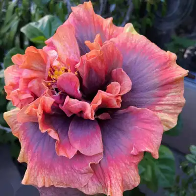 hibiscus crown jelly fish seeds, View more