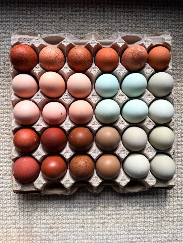 BYM Hatching Eggs in Livestock in St. Albert - Image 4