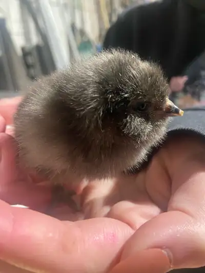 BYM chicks. fresh out of the incubator, View more
