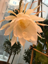 Epiphyllum oxypetalum clippings and potted plants