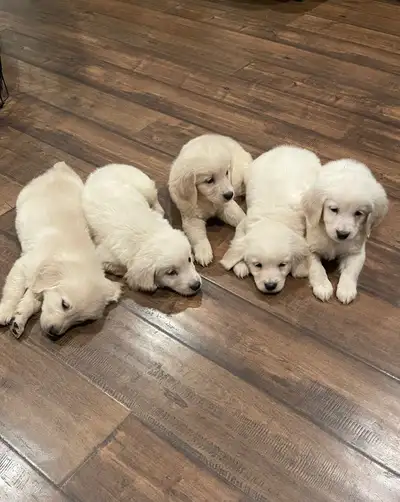 English style golden retriever puppies , View more