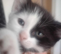 Black and White Cute Kitten Available