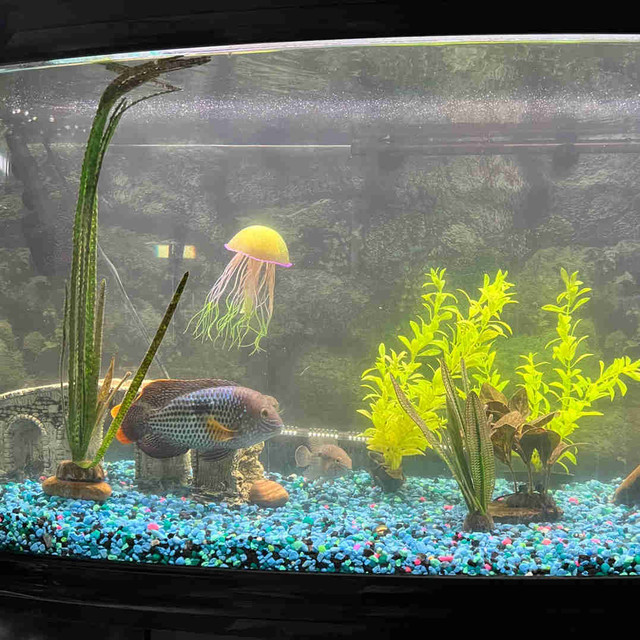 gold saum/green terror for rehome or trade for different fish in Fish for Rehoming in Red Deer