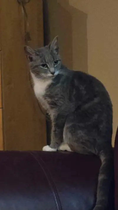 Farm kittens Need Home, View more