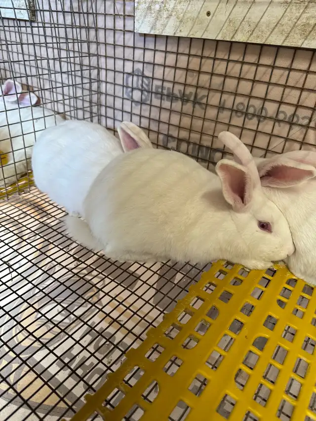Newzealand Rabbits in Livestock in Hamilton - Image 3