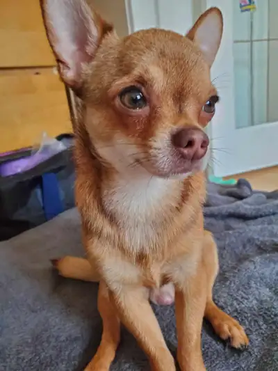 beautiful pupp original breed golden blonde it needs a new family ONLY serious buyers who are ready...
