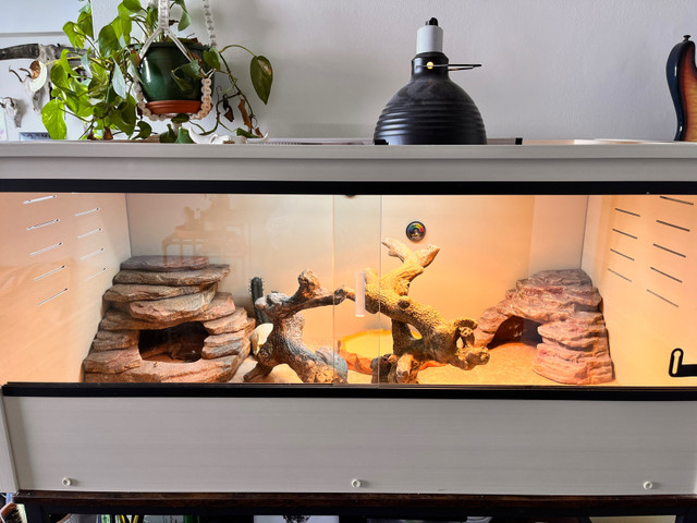 120 gallon tank with bearded dragon  in Other Pets for Rehoming in City of Toronto - Image 3