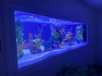 Professional Grade Faux Reef Decorations