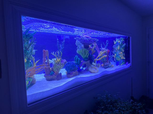 Professional Grade Faux Reef Decorations in Fish for Rehoming in Kitchener / Waterloo