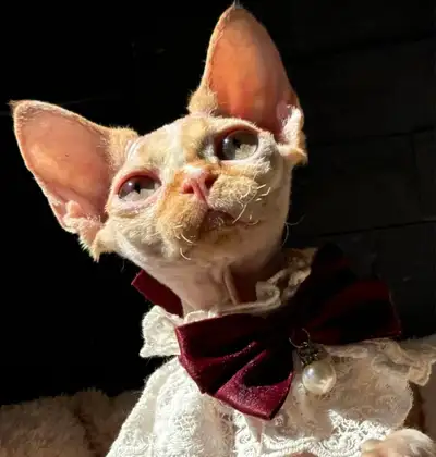 Azar is a beautiful Devon Rex male kitten with an elegant red van bicolor pattern and a gentle, affe...