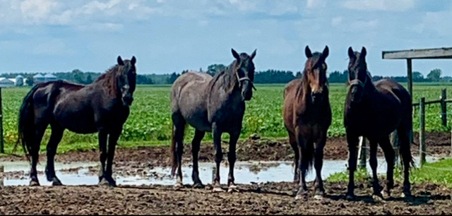 Looking for RESCUE HORSES near me in Animal & Pet Services in Chatham-Kent
