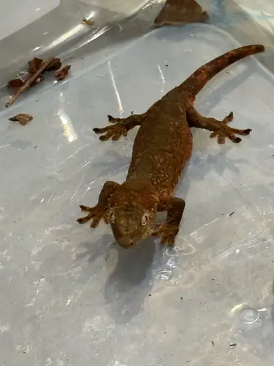 Chahoua Gecko, View more