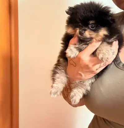 Pomeranian Puppy, View more