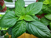Hot Pepper Plants and Sweet Pepper Plants For Sale