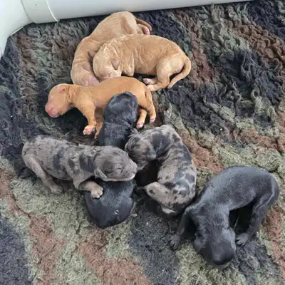 Non-shedding Double Doodles Available, View more