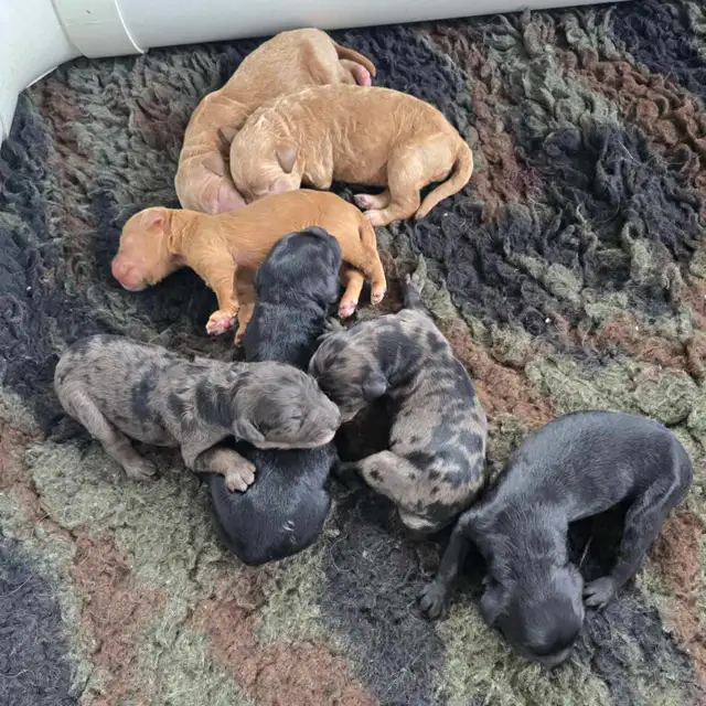 Guardian Program Applications Are OPEN! in Dogs & Puppies for Rehoming in Oakville / Halton Region - Image 2