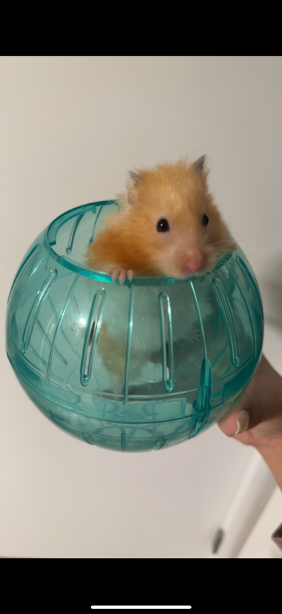 Hamster with cage, View more