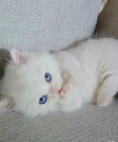 vacciné et vermifugé Ragdoll croisé, View more