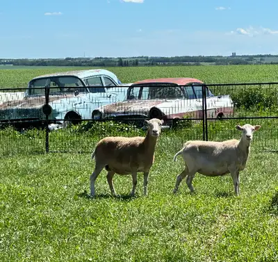 Katahdin Ewes For Sale, View more