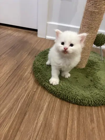 Chatons Mains coons, View more