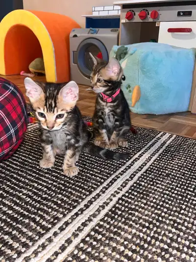 bébé bengal, View more