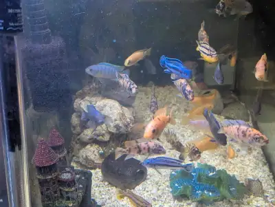 OB Cichlids, View more