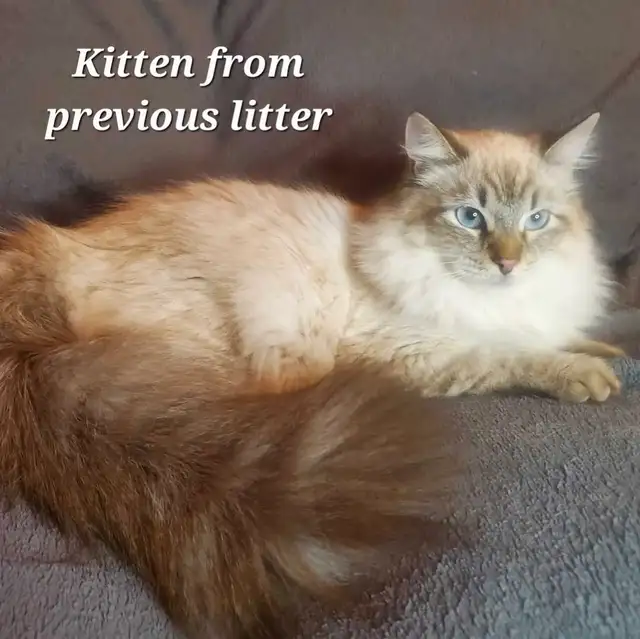 Hypoallergenic Siberian Kittens