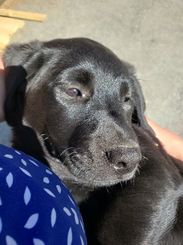 Puppies lab x golden retriever Dogs & Puppies for Rehoming Hope