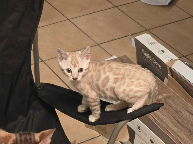 Chatons Bengal snow mink et snow link a vendre in Cats & Kittens for Rehoming in City of Montréal - Image 2