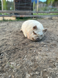 AKKPS Registered 5 month old kunekune gilt 