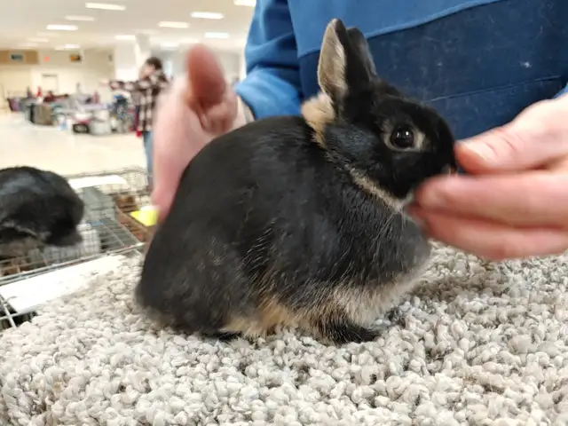 EXTRAORDINARY HOLLAND LOP BABY BUNNY RABBITS in Small Animals for Rehoming in City of Toronto - Image 8