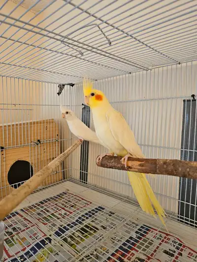 pair cockatiel , View more