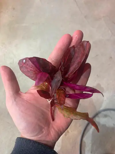 Alternanthera Rosanervig Stem plant with red leaves 5 for $10 10 for $15 30 for $30 Pickup near Shep...