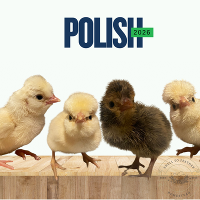 SOLD Buff Laced Polish Day Olds Chicks and Hatching eggs, View more