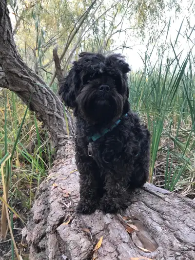 DO YOU HAVE A HEALTHY SMALL MALE DOG AND WANT A PUPPY?, View more