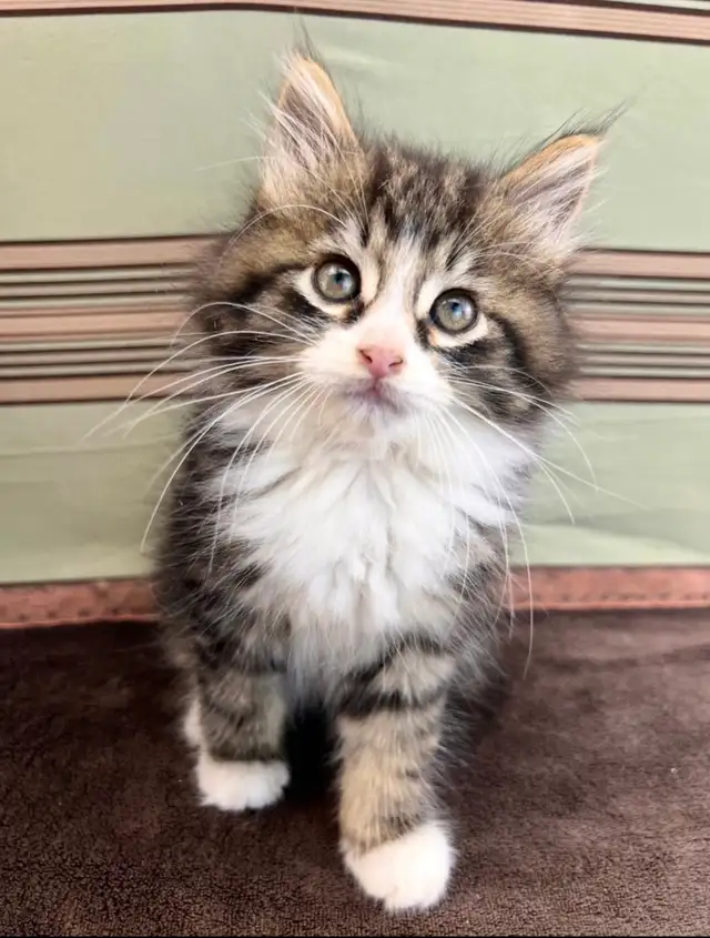 Vetted Maine Coon Girl in Cats & Kittens for Rehoming in Oakville / Halton Region - Image 3