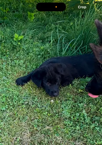 puppy sale, View more