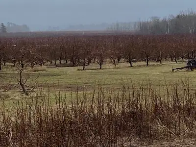 ORCHARD PRUNER JOB, View more