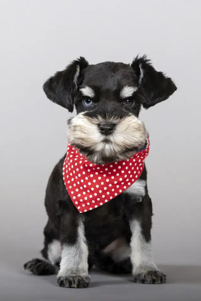 Rare**BLUE EYED** Male Toy Schnauzer in Dogs & Puppies for Rehoming in London - Image 6