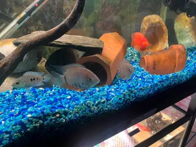 Two red shoulder severum for rehoming. Approximately around 3 to 4 inch. Healthy and active. Just se...
