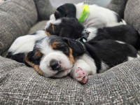 Basset hound X Beagle puppies