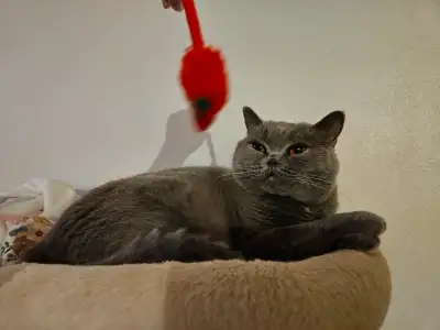 British Shorthair Rehome, View more