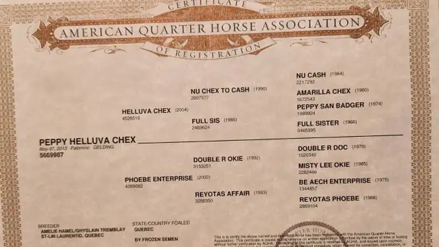 12yr old registered Quarter Horse Palomino Reining gelding in Horses & Ponies for Rehoming in London - Image 6