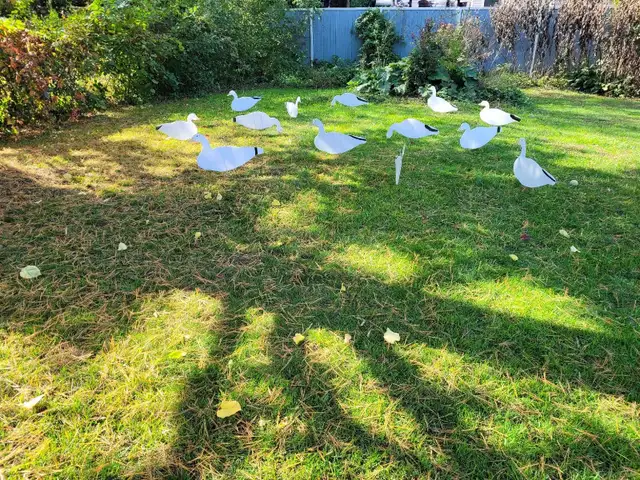 Snow geese silhouette decoys in Fishing, Camping & Outdoors in Ottawa - Image 3