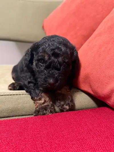 Mini Goldendoodle puppies, View more