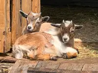Two Nigerian Dwarf Goat Wethers