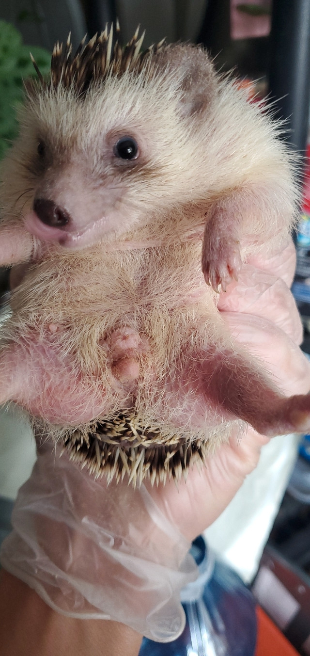 Hedgehog [female] SALE!!! in Small Animals for Rehoming in City of Toronto - Image 2