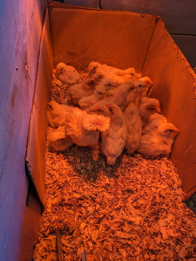 Baby chicks in Livestock in Leamington - Image 2