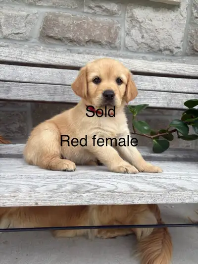 Golden retriever puppies!, View more