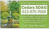 Cedar Privacy Hedges / Farm Grown Cedars  / Hedge Cedar Trees